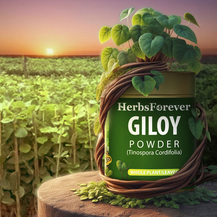 HerbsForever Giloy Powder (Guduchi powder) – Tinospora cordifolia - Non-GMO - Vegan – 100 Gm - Pack size.